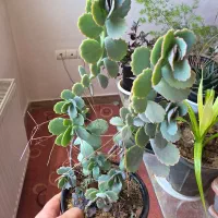 گل های کوچک کاکتوس  به قیمت گلدانشون