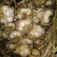 خشک زیر قیمت بازار