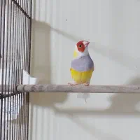فنچ گلدین نر|پرنده|رشت, تازه آباد|دیوار