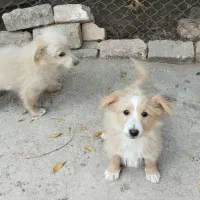 توله سه ماهه شیتزو|سگ|ساوه, |دیوار