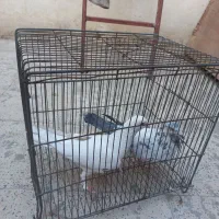 دو عدد کفتر ماده