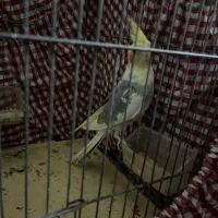 عروس هلندی|پرنده|تهران, تهرانسر مرکزی|دیوار