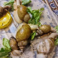 حلزون آلبینو بهداشتی