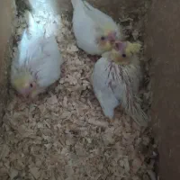 عروس هلندی سرلاکی