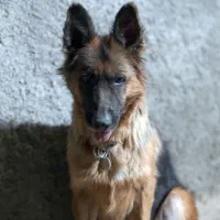 دو عدد ژرمن شولاین موبلند بلک و دورنگ|سگ|صحنه, |دیوار