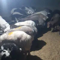 بره میش