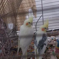 یک جفت عروس هلندی نر و ماده