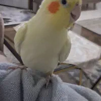 عروس هلندی|پرنده|شاهدشهر, |دیوار