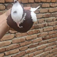 قرمز طوقی نر
