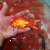 گلدفیش مولد|ماهی|اصفهان, باب الدشت|دیوار