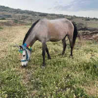 فروش اسب با کره
