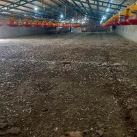 کود مرغی کود حیوانی|خدمات باغبانی و درختکاری|بهبهان, |دیوار