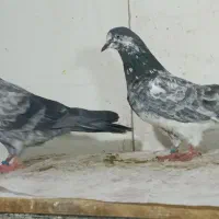 کبوتر پرشی|پرنده|تهران, کیانشهر|دیوار