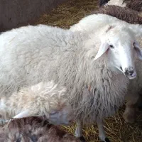 میش|حیوانات مزرعه|مرودشت, محمد آباد|دیوار