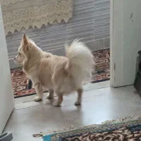 اشمیتز اصل، نر   برای جفت خوردن|سگ|رشت, شهرک صبا|دیوار