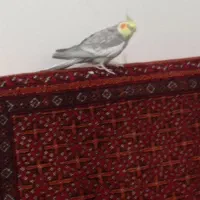 پرنده عروس هلندی|پرنده|گلبهار, شهر جدید گلبهار|دیوار