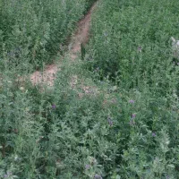 اسپس اجاره ای کرتی