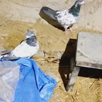 یک جفت باستانی