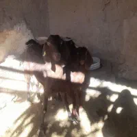 بز و بزغاله