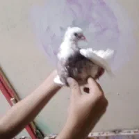 پرنده