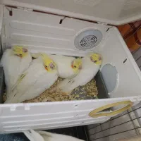 جفت عروس هلندی نر و ماده مولد سخنگو|پرنده|تهران, مسعودیه|دیوار