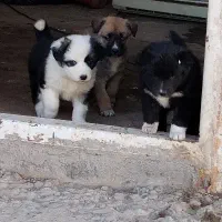 سگ پا کوتاه