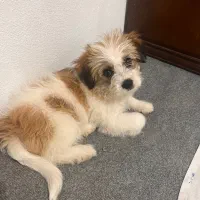 سگ شیتزو تریر