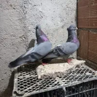 جفت سرخ سبز زاغ ابادانی|پرنده|رامیان, |دیوار