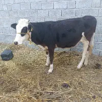 گوساله ماده نژاد هلشتن