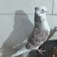 کبوتر