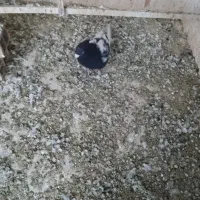 کله سیاه نر|پرنده|قزوین, |دیوار