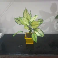 فروش گل آپارتمانی