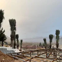 بندرعباس و درختان زیبای نخل