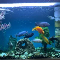 ماهی اکواریوم