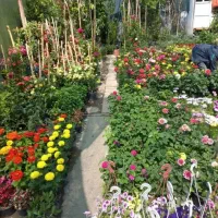 خدمات‌باغبانی ویژه سرویس درتمام نقاط چمن کاری