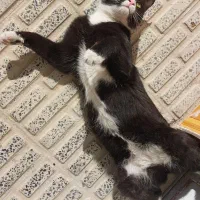 گمشده، مژدگانی ۵میلیون|گربه|شهرکرد, |دیوار