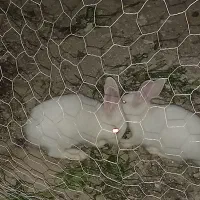 دو عدد خرگوش سالم دونه ی ۲۰۰