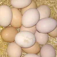 تخم مرغ محلی