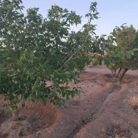 فروش زمین ۱ هکتار