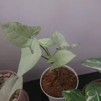 فروش گل خانگی باکیفیت وقیمت مناسب|گل و گیاه طبیعی|دهلران, |دیوار