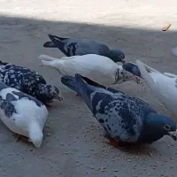 کبوتر