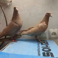 کبوتر زرد کرمانی|پرنده|مشهد, ابوذر|دیوار