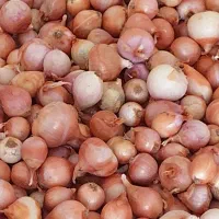 پیاز محلی|خوردنی و آشامیدنی|آبدان, |دیوار