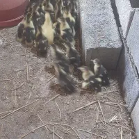 جوجه اردک خارجی