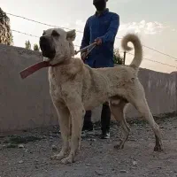 واگذاری سک سرابی