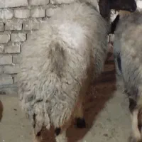 بره‌و‌گوسفند‌کوت‌عبدالله