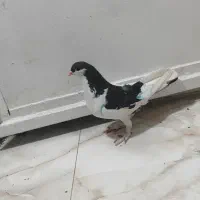 کبوتر غریب|پرنده|کوهدشت, |دیوار