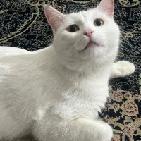 گربه پرشین کلاسیک