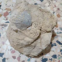 فسیل
