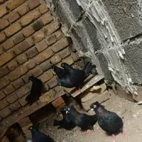 کبوتر زاغ
